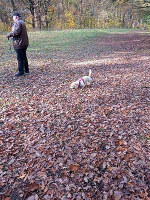 Hundeauslaufgebiet-Pfotenwiese-Bild