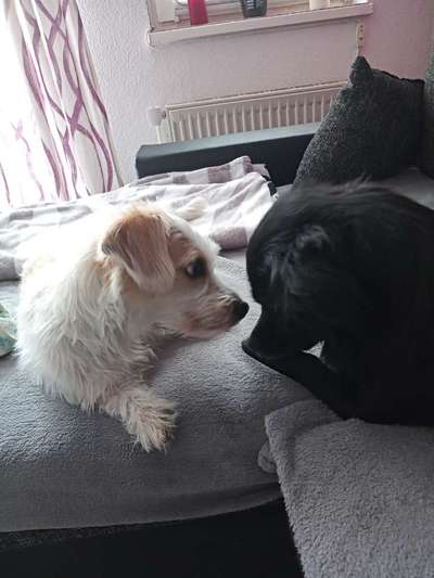 Bester Freund, Hundekumpel - zeigt her!-Beitrag-Bild