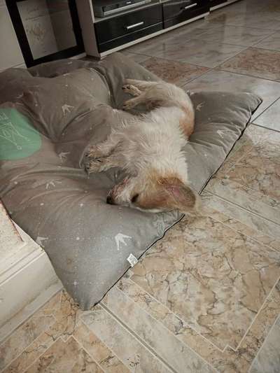 müde der kleine-Beitrag-Bild