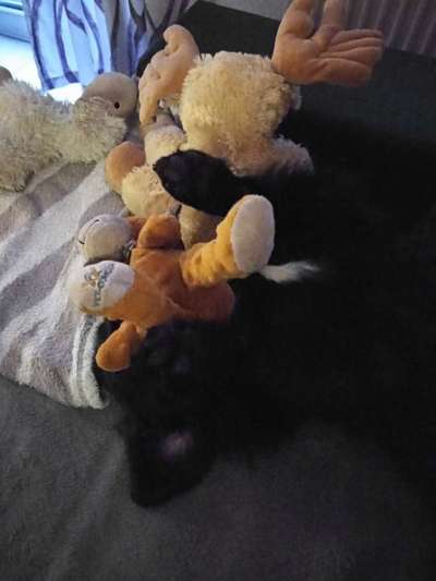 Foto Challenge die Vierte-Beitrag-Bild