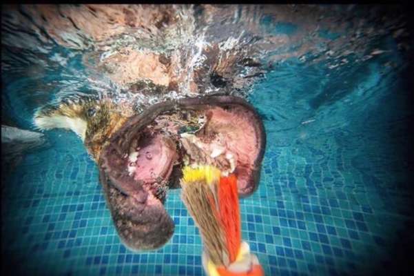 Dogorama-Monats-Challenge-Mai "Wasser"-Beitrag-Bild