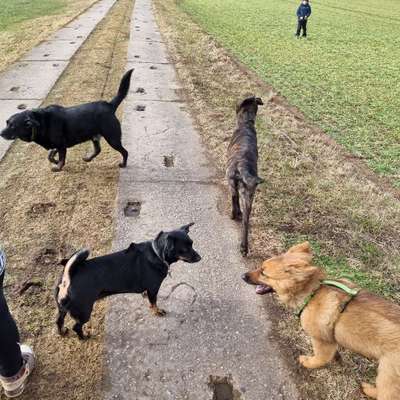 Hundetreffen-Treff Stolpen Karswald oder Sebnitz-Bild