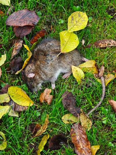 Giftköder-Tote Ratte-Bild