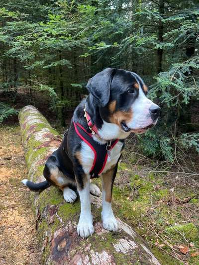 Hundetreffen-Spielen-Bild