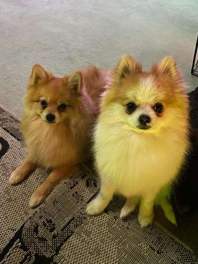 Hundetreffen-Milow und Sammy suchen Freunde-Bild