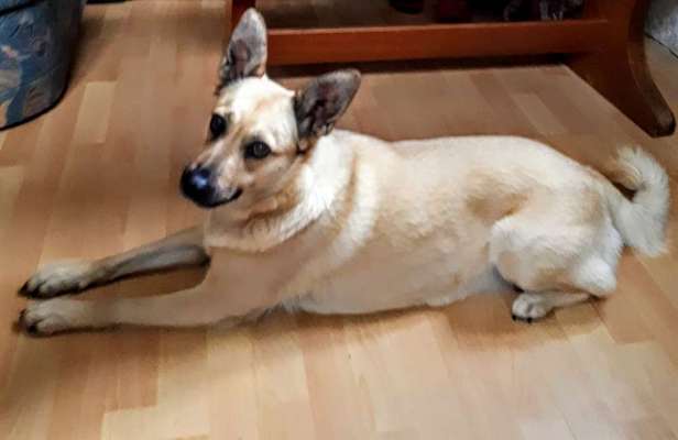 Zeigt mal die schönsten Bilder von euren Hunden !-Beitrag-Bild