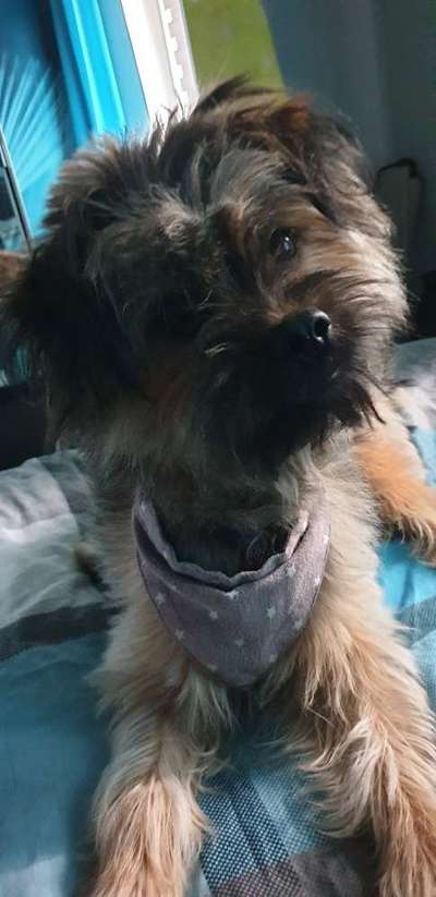 Wo habt ihr eure Hunde her ?-Beitrag-Bild