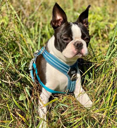Boston Terrier Liebhaber❤️-Beitrag-Bild