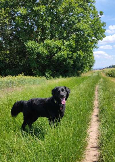 Die Dogorama Monats Challenge "Es grünt und blüht"-Beitrag-Bild