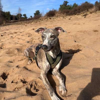 Hundetreffen-Flitzbuddy gesucht 🥰🐶-Bild