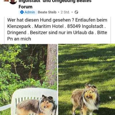 Suchmeldung-Sheltie-Bild
