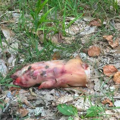 Giftköder-Giftköder? Schweinebein(e)-Bild