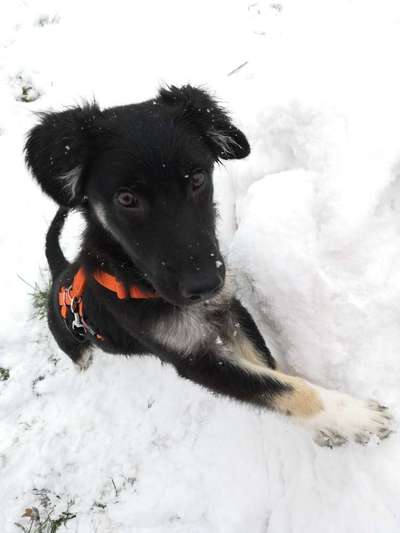 Welpen Bilder !-Beitrag-Bild