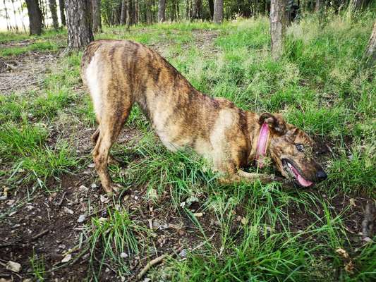 Hier ist der Spaßthread. Zum Schmunzeln und Kaputtlachen-Beitrag-Bild