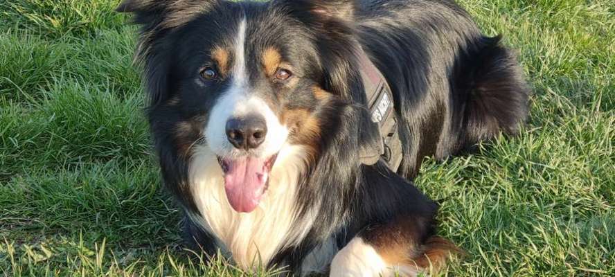 Rassen und ihre Eigenschaften-Beitrag-Bild