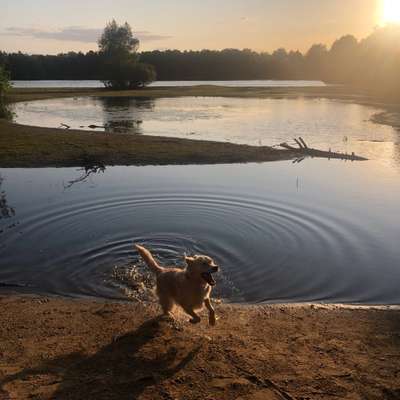 Hundetreffen-Spiel-Treff-Bild