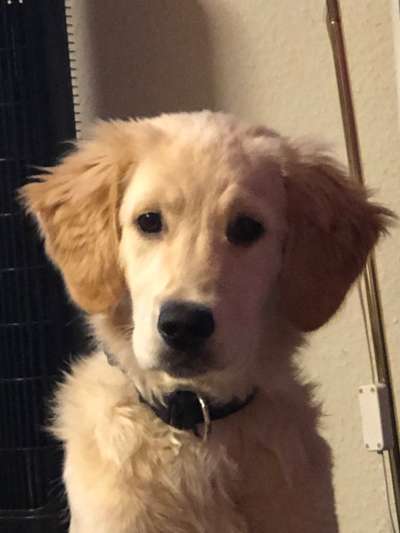 Dogorama Photo Challenge - Portrait-Beitrag-Bild