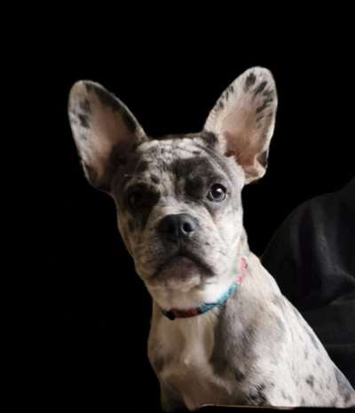 Die Dogorama Kalender Challenge Titelbild-Beitrag-Bild