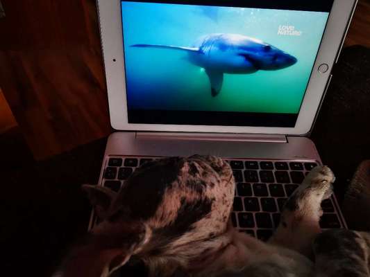 Fotochallenge Nr. 51 "Euer Hund mit anderen Tieren"-Beitrag-Bild