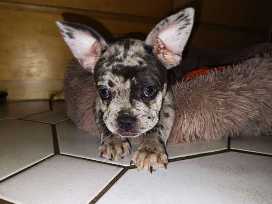 Welpen Bilder !-Beitrag-Bild