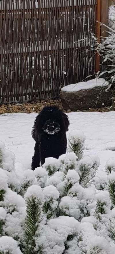 Foto Challenge Nr.: 114
Hunde im Schnee-Beitrag-Bild