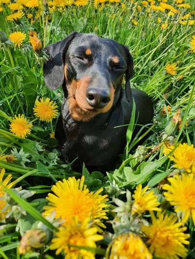 Die Dogorama Monats Challenge "Es grünt und blüht"-Beitrag-Bild