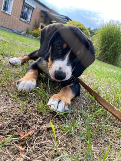 Entlebucher Sennenhund-Beitrag-Bild