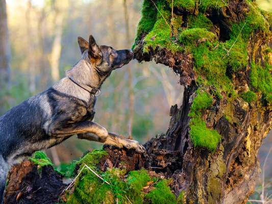 Dogorama Photo Challenge- Wurzeln-Beitrag-Bild