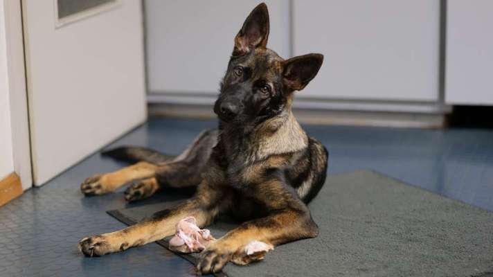 Fotochallenge Guten Appetit! Dein Hund beim futtern-Beitrag-Bild