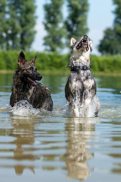 Dogorama Photo Challenge - Gegensätze-Beitrag-Bild