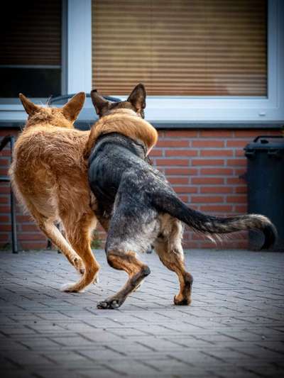 Dogorama Photo Challenge - Gegensätze-Beitrag-Bild