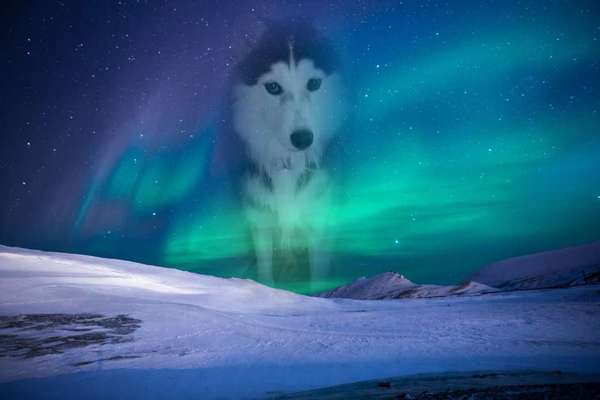 Photomontagen mit Hund-Beitrag-Bild