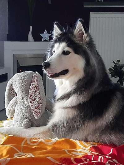 Husky-Beitrag-Bild