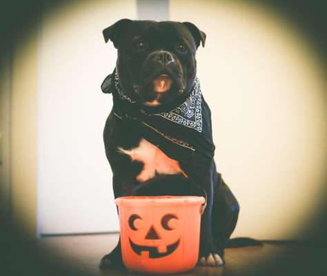 Dogorama Foto Challenge - Bestes gestelltes Bild-Beitrag-Bild