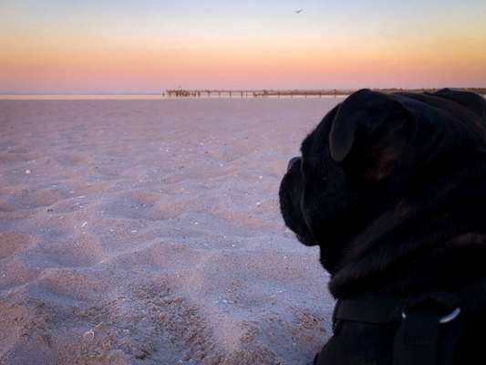 Dogorama Photo Challenge - schönster Gassiausblick-Beitrag-Bild