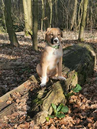 Mischlingshunde Foto Aufruf-Beitrag-Bild