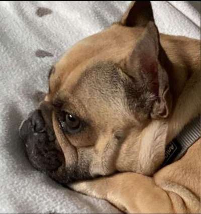 Zeigt her eure Frenchi-Beitrag-Bild