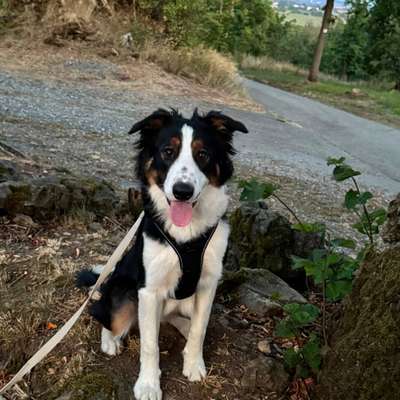 Hundetreffen-Bruno freut sich immer auf neue Spiel Kameraden:)-Bild
