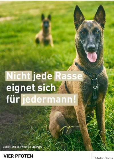 Pflegehund dreht fast durch vor Freude-Beitrag-Bild