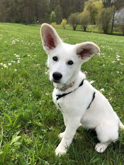 Weißer Schweizer Schäferhund-Beitrag-Bild