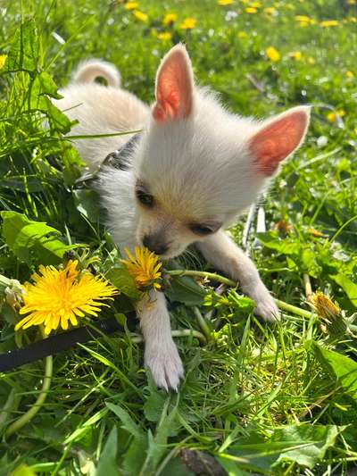 Hundetreffen-Spiel- und Trainingspartner für Mini Welpen-Bild