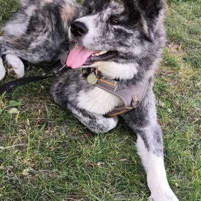 Hundetreffen-Gassi und Spielkameraden gesucht 😊-Profilbild