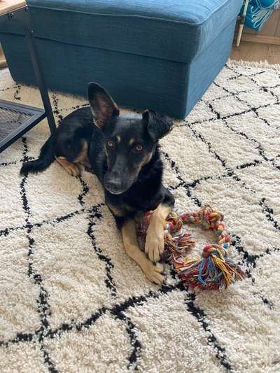 Tierschutzhund ist meine Lieblingsrasse-Beitrag-Bild