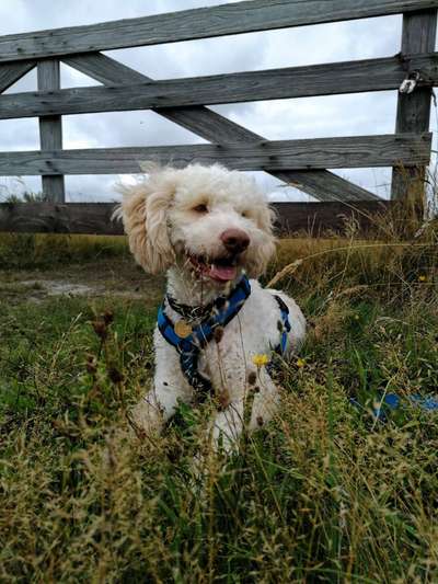Lagotto Romagnolo Besitzer-Beitrag-Bild