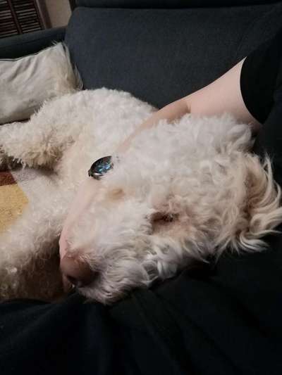 Lagotto Romagnolo Besitzer-Beitrag-Bild