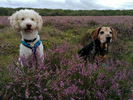 Welche Hunderasse-Beitrag-Bild