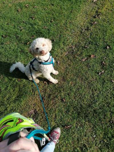 Lagotto Romagnolo Besitzer-Beitrag-Bild