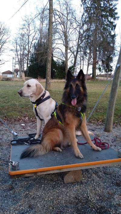 Hundetreffen-Sozial Walk Treffen in Aalen/Umgebung-Bild