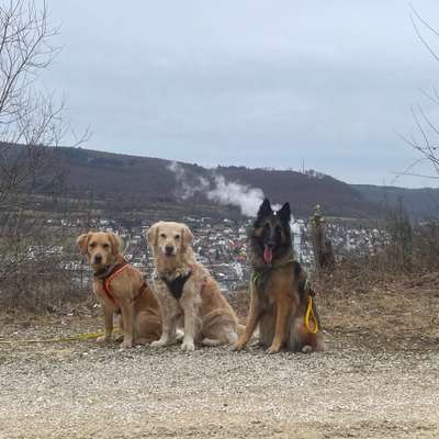 Hundetreffen-Sozial Walk Treffen in Aalen/Umgebung-Bild
