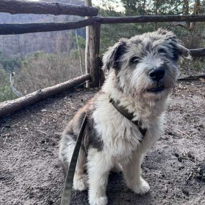 Gibts hier Mioritic Besitzer?-Beitrag-Bild